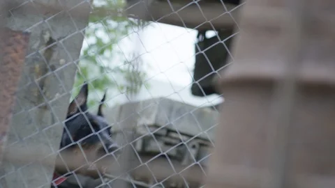 Doberman in a cage Stock Footage 113446662
