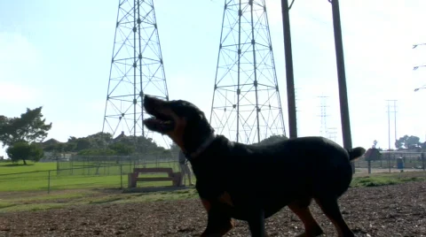 Doberman catches ball Stock Footage 500876