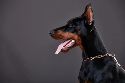 Doberman on a dark background in studio Stock Photos