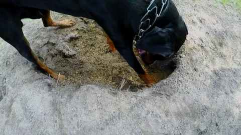 Doberman digs sand, dog digging Stock Footage