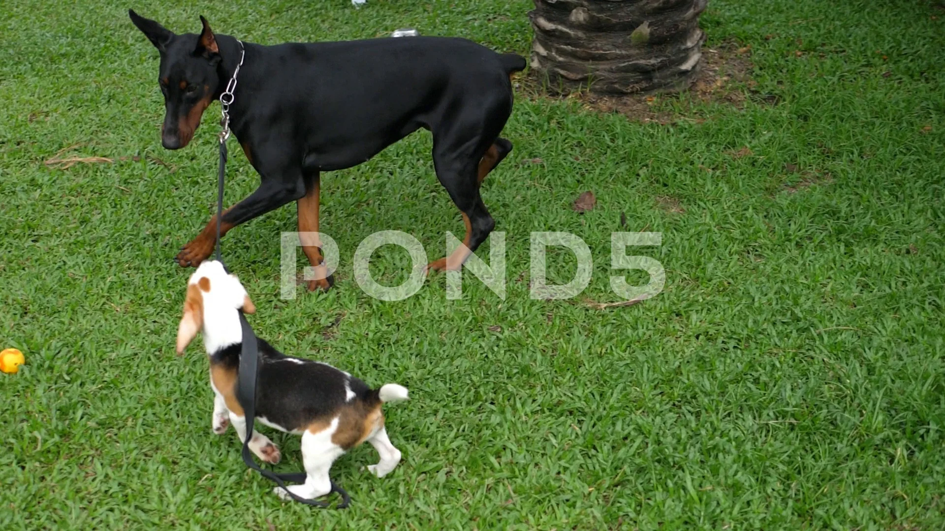 doberman beagle mix puppies