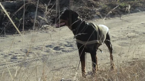 Doberman dog barks Stock Footage 63779088