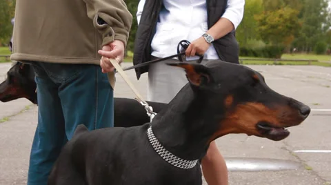 Doberman dog Stock Footage 27897884