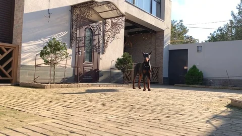 Doberman dog Stock Footage 104614660