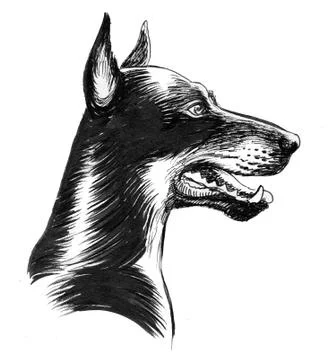 Doberman dog Stock Illustration