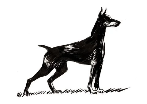 Doberman dog Illustrazione stock