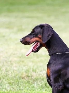 Doberman dog Stock Photos