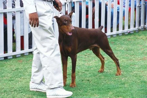 Doberman dog show Stock Photos