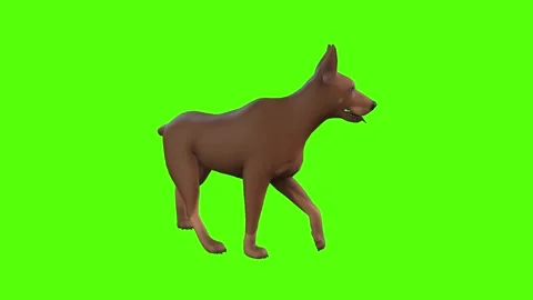 Doberman Dog Walk Left Green Screen Anim... | Stock Video | Pond5