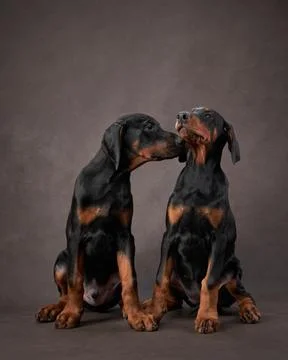 Doberman Duo Stock Photos