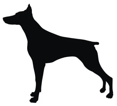 Doberman Stock Illustration