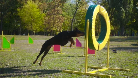 Doberman jumping at ring on agility training Stock Footage 96170745