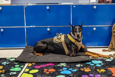 Doberman K9 unit Stock Photos