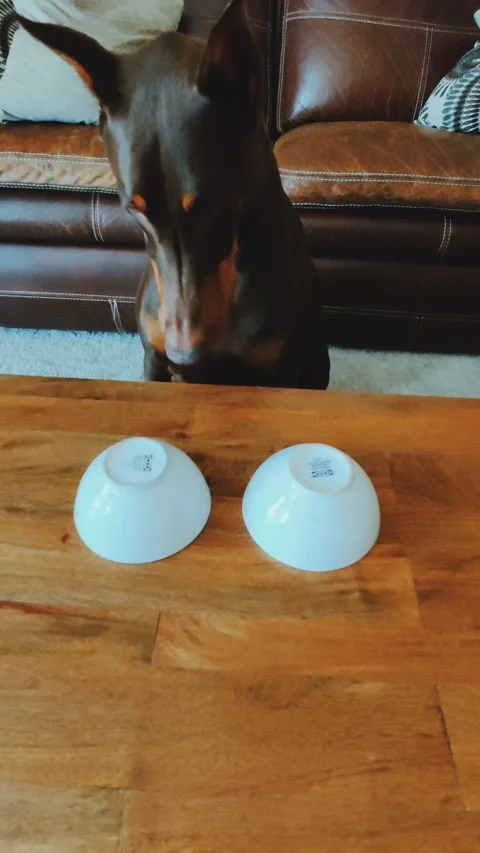 Doberman Learns to Never Trust the Shell Game, Concord, California, USA - 16 May Stock Footage 205171443