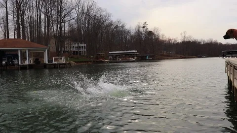 Doberman mix jumps off dock Video stock 95594456