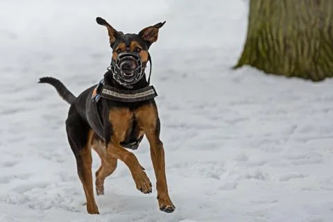 Doberman with muzzle Stock Photos