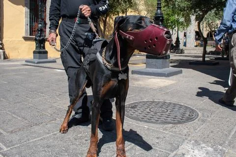 Doberman with muzzle standing alert on leash in downtown Guadalajara Stock Photos