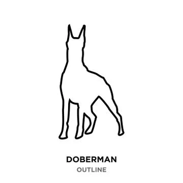 Doberman outline on white background Stock Illustration