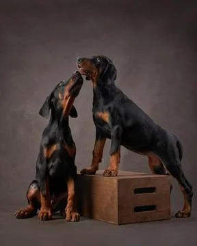 Doberman Pair in Harmony Stock Photos