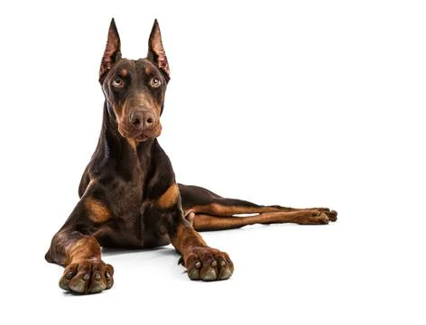 Doberman Stock Photos