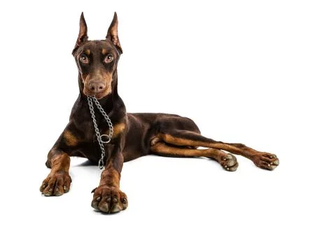 Doberman Stock Photos