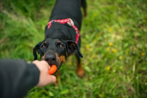 Doberman Foto stock