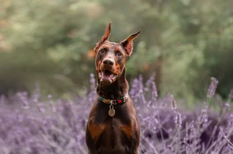 Doberman pincher Stock Photos