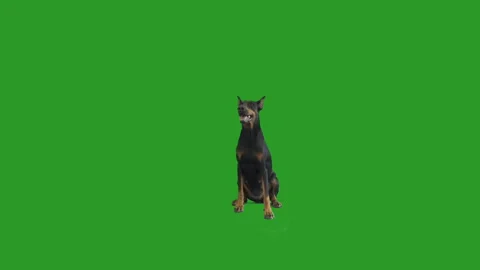 Doberman Pinscher is barking on the green screen Stock Footage 90797110