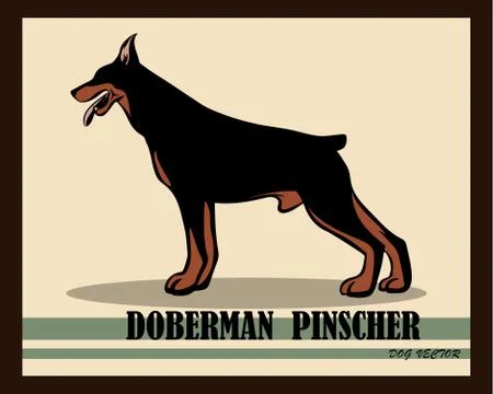 Doberman Pinscher Dog vector eps 10 Stock Illustration