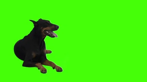 Doberman pinscher on green screen Stock Footage 141131810