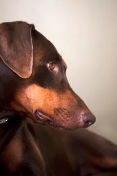 Doberman Pinscher laying on step looking down Stock Photos
