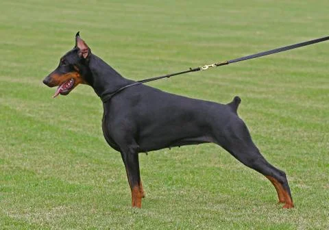 The doberman pinscher Stock Photos