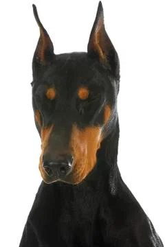 Doberman pinscher Stock Photos