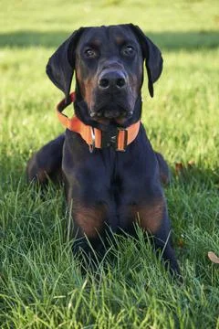 Doberman Pinscher Foto stock