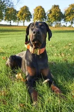 Doberman Pinscher Stock Photos