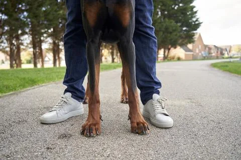 Doberman Pinscher Stock Photos