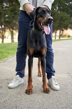 Doberman Pinscher Stock Photos