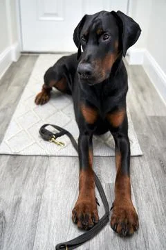 Doberman Pinscher Stock Photos