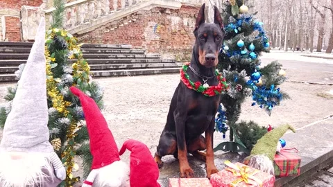 Doberman Pinscher sit between decorated Christmas trees Stock Footage 276479944