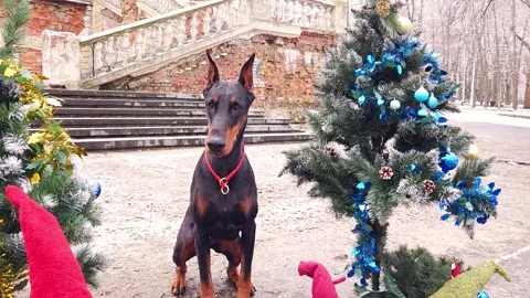 Doberman Pinscher sit between decorated Christmas trees Stock Footage 276480005