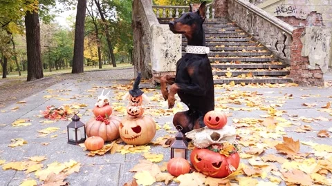 Doberman Pinscher stands on two legs among pumpkins decorated for Halloween Stock Footage 256967057