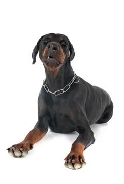 Doberman pinscher in studio Stock Photos