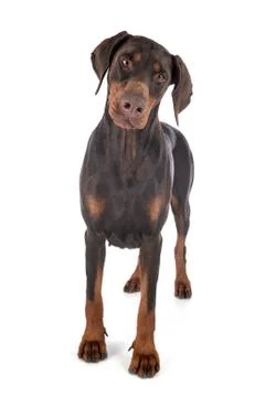 Doberman pinscher in studio Stock Photos