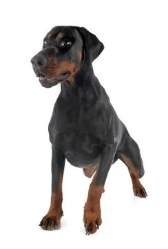Doberman pinscher in studio Stock Photos