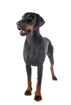 Doberman pinscher in studio Stock Photos