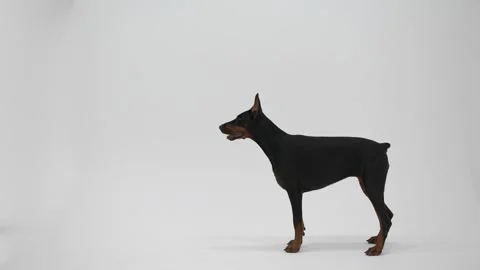 Doberman pinscher in the studio on white background. The dog performs the 스톡 동영상 252578414