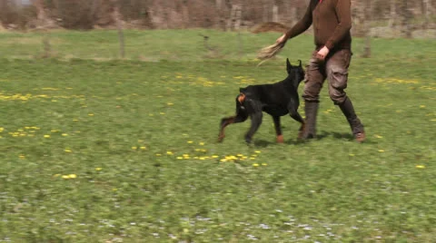 Doberman plays with man 1 Stock Footage 23377248