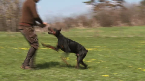 Doberman plays with man 2 Stock Footage 23378736