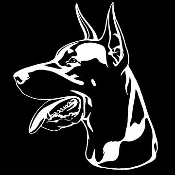 Doberman portrait with a red collar. Vector illustration. Stock Illustration