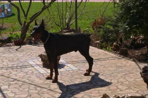 Doberman posing proudly Stock Photos